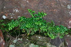 Asplenium subglandulosum