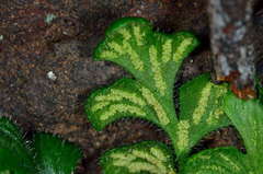 Asplenium subglandulosum