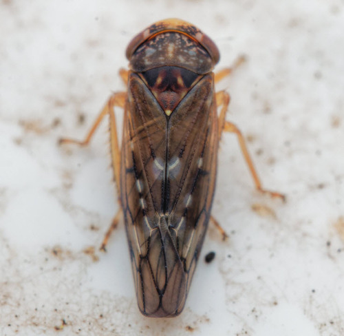 Metidiocerus rutilans