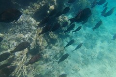 Acanthurus nigrofuscus