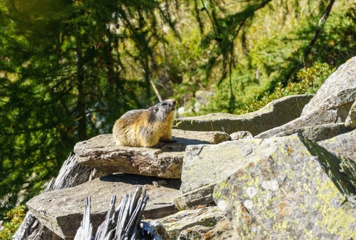 Alpine Marmot