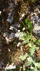 Gagea graeca