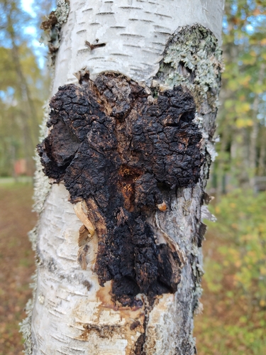 chaga
