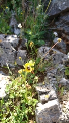 Ophrys lutea lutea