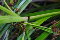 Scirpus ternatanus