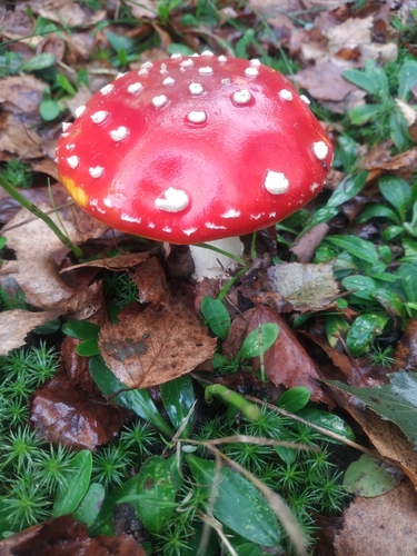 Fly Agaric