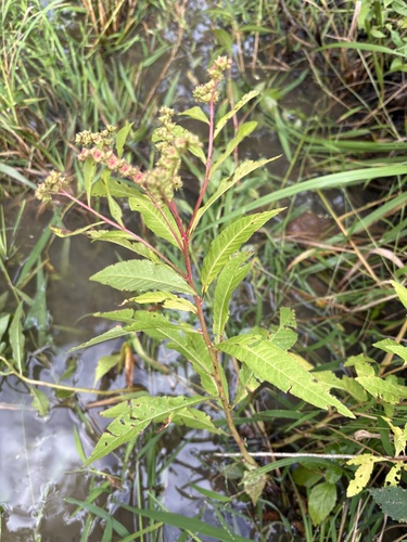 ditch stonecrop