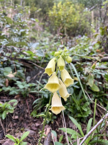 Yellow Foxglove