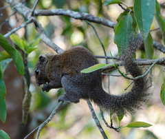Callosciurus pygerythrus