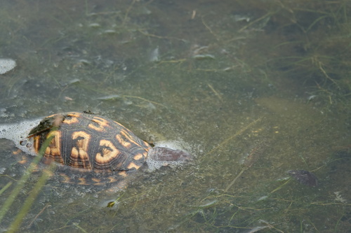 Eastern Box Turtle