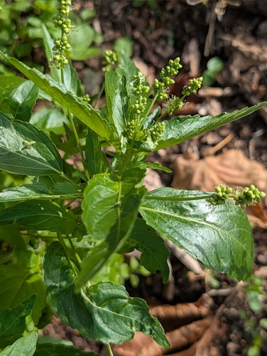 Mercurialis annua, photograph 6