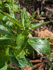 Mercurialis annua, photograph author not stated, no rights reserved