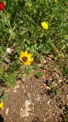 Adonis microcarpa