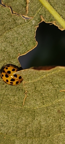 Asian Lady Beetle