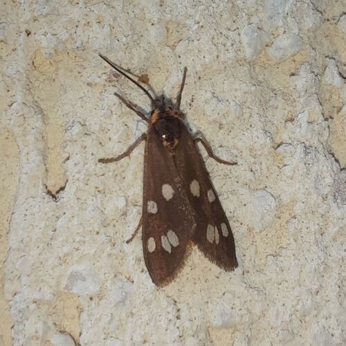 Dysauxes famula