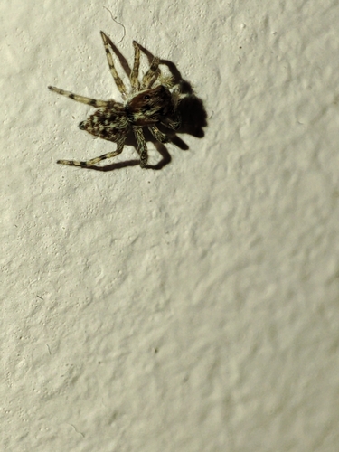 Half-edged Wall Jumping Spider