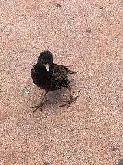 Sturnus vulgaris