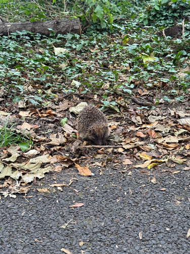 Common Hedgehog