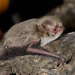 Vespadelus vulturnus - Photo (c) Chris Lindorff, algunos derechos reservados (CC BY), subido por Chris Lindorff