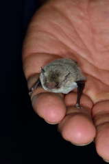 Vespadelus vulturnus
