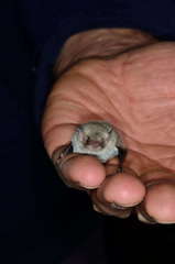 Vespadelus vulturnus