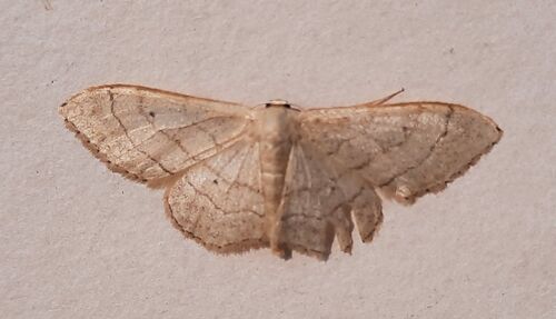 Riband Wave