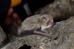 Vespadelus vulturnus