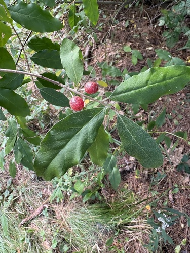 autumn olive