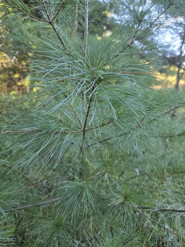eastern white pine