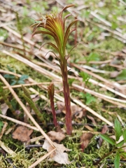Chamaenerion angustifolium