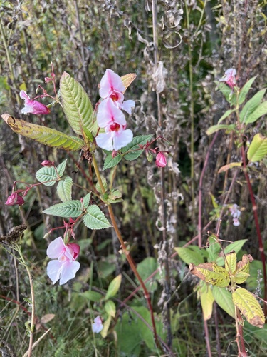 Himalayan balsam