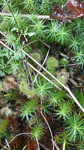 round-leaved sundew