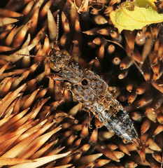 Ontholestes gracilis