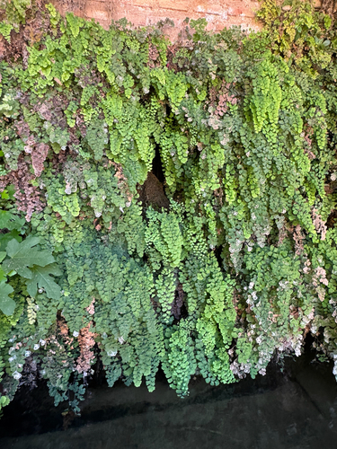 black maidenhair fern