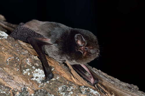 Gould's Wattled Bat