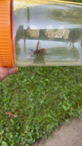 European Hornet