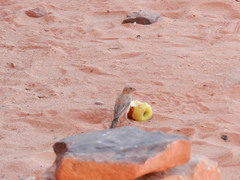 Carpodacus synoicus