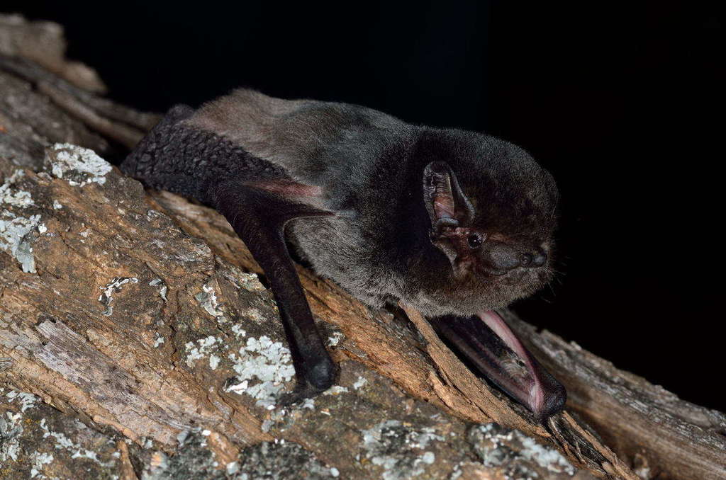 Vesper Bats