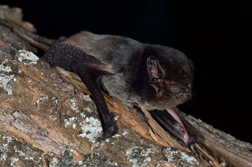 Vesper Bats