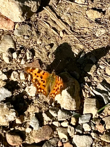 European Comma