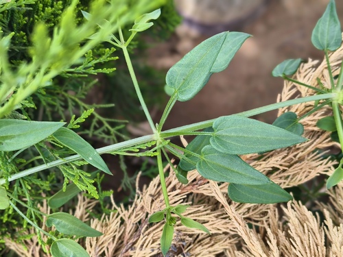 Rubia cordifolia