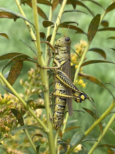 Differential Grasshopper