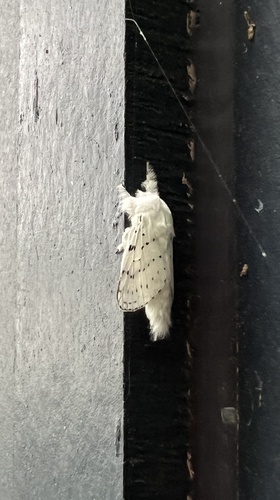 Dot-lined White