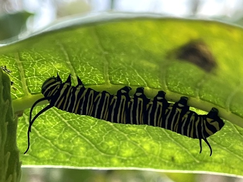 Monarch