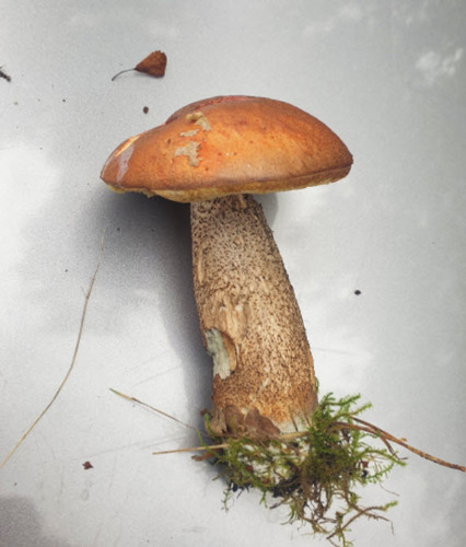 Orange Birch Bolete