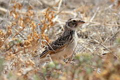 Mirafra javanica