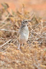 Mirafra javanica