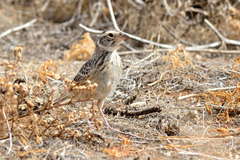 Mirafra javanica