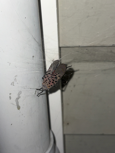 Spotted Lanternfly