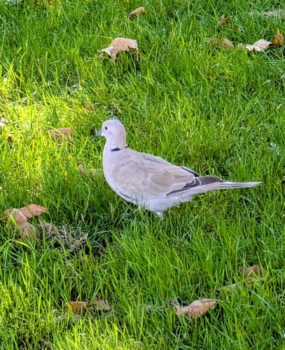 Eurasian Collared-Dove